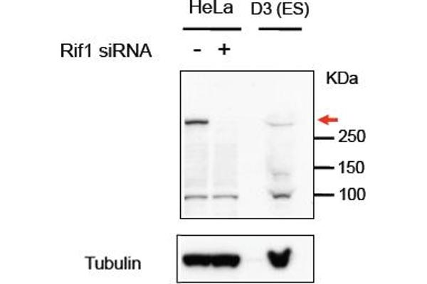 RIF1 antibody  (C-Term)