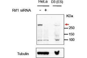 ABIN5539883 (1µg/ml) staining of HeLa and Mouse D3 (ES) lysates (35µg protein in RIPA buffer).