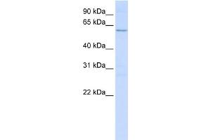 WB Suggested Anti-NETO2 Antibody Titration:  0. (NETO2 antibody  (N-Term))