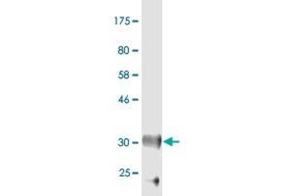 MFRP antibody  (AA 480-579)