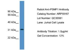 WB Suggested Anti-PSMF1  Antibody Titration: 0. (PSMF1 antibody  (Middle Region))