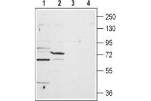 Western blot analysis of rat heart lysate (lanes 1 and 3) and liver membrane (lanes 2 and 4): - 1,2. (TPCN1 antibody  (2nd Lumenal Region))