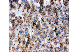 Anti-Zonula occludens protein 3 antibody, IHC(P) IHC(P): Mouse Liver Tissue (TJP3 antibody  (C-Term))