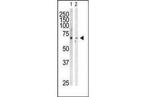 Western blot analysis of anti-GRK6 Pab in HeLa cell lysate (Lane 1) and mouse heart tissue lysate (Lane 2). (GRK6 antibody  (C-Term))