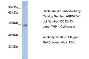 Western Blotting (WB) image for anti-Olfactory Receptor, Family 2, Subfamily M, Member 2 (OR2M2) (C-Term) antibody (ABIN2788188) (OR2M2 antibody  (C-Term))