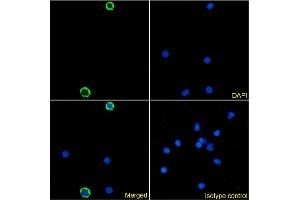 Immunofluorescence staining of human peripheral blood monocytes using anti-DCIR antibody 9E8. (Recombinant CLEC4A antibody)