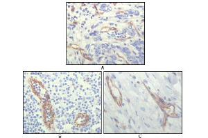 Immunohistochemistry (IHC) image for anti-Platelet/endothelial Cell Adhesion Molecule (PECAM1) antibody (ABIN1724665)