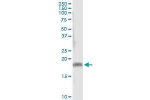 Immunoprecipitation of PPP3R2 transfected lysate using anti-PPP3R2 MaxPab rabbit polyclonal antibody and Protein A Magnetic Bead , and immunoblotted with PPP3R2 purified MaxPab mouse polyclonal antibody (B01P) . (Calcineurin B antibody  (AA 1-173))
