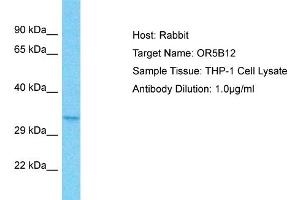 Host: Rabbit Target Name: OR5B12 Sample Type: THP-1 Whole Cell lysates Antibody Dilution: 1.