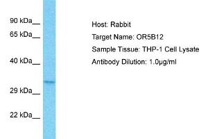 Host: Rabbit Target Name: OR5B12 Sample Type: THP-1 Whole Cell lysates Antibody Dilution: 1. (OR5B12 antibody  (C-Term))