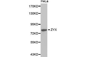 Western blot analysis of extracts of HeLa cells, using ZYX antibody (ABIN5971162). (ZYX antibody)