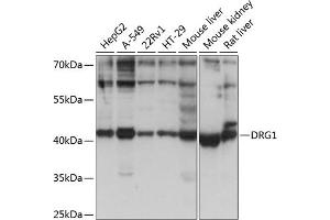 Western blot analysis of extracts of various cell lines, using DRG1 antibody (ABIN1679602, ABIN5664560, ABIN5664562 and ABIN6220451) at 1:1000 dilution. (DRG1 antibody  (AA 158-367))