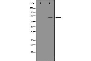 Western blot analysis of extracts of mouse brain, using PDE4D antibody. (PDE4D antibody  (C-Term))