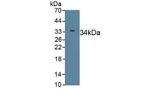 SLN antibody  (AA 1-31)