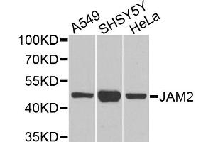 Western blot analysis of extracts of various cell lines, using JAM2 antibody. (JAM2 antibody)