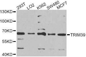 Western blot analysis of extracts of various cell lines, using TRIM39 Antibody (ABIN6003686) at 1/1000 dilution. (TRIM39 antibody)