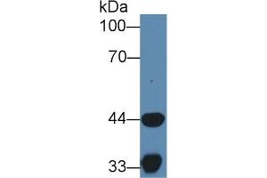 Western Blot; Sample: Porcine Skeletal muscle lysate; Primary Ab: 1µg/ml Rabbit Anti-Human HADH Antibody Second Ab: 0. (HADH antibody  (AA 1-236))