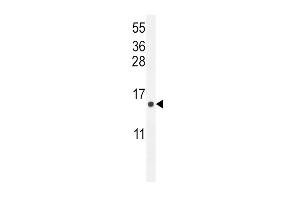 ATP6V0B Antibody (Center) (ABIN654391 and ABIN2844135) western blot analysis in  cell line lysates (35 μg/lane). (ATP6V0B antibody  (AA 104-131))