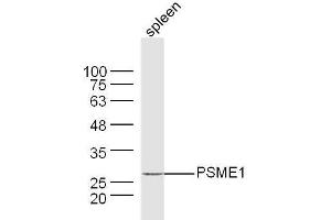Mouse spleen lysates probed with PSME1 Polyclonal Antibody, Unconjugated  at 1:300 dilution and 4˚C overnight incubation. (PSME1 antibody  (AA 181-249))