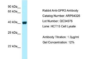 Western Blotting (WB) image for anti-G Protein-Coupled Receptor 3 (GPR3) (C-Term) antibody (ABIN2789805) (GPR3 antibody  (C-Term))