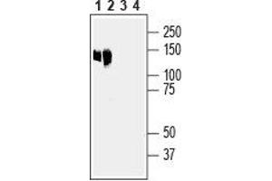 Western blot analysis of mouse liver lysate (lanes 1 and 3) and rat liver membranes (lanes 2 and 4): - 1,2. (Anoctamin 6 antibody  (2nd Extracellular Loop))