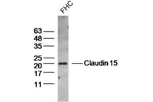 Human FHC lysates probed with Claudin 15 Polyclonal Antibody, Unconjugated  at 1:300 dilution and 4˚C overnight incubation. (Claudin 15 antibody  (AA 101-180))