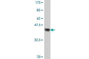 Western Blot detection against Immunogen (37. (RFX2 antibody  (AA 323-429))