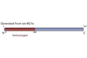 Image no. 3 for anti-Solute Carrier Family 3 (Activators of Dibasic and Neutral Amino Acid Transport), Member 2 (SLC3A2) (AA 9-204) antibody (ABIN968570) (SLC3A2 antibody  (AA 9-204))