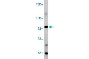 Western blot analysis of mouse liver tissue lysate (35 ug/lane) with BMP1 polyclonal antibody .
