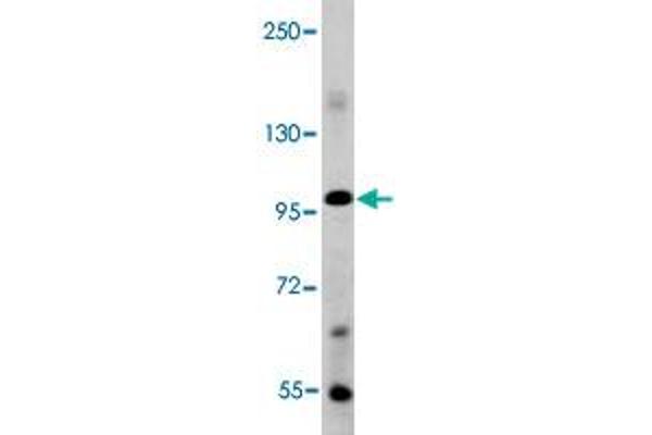 BMP1 antibody  (C-Term)