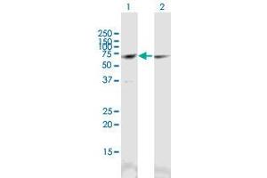 Western Blot analysis of CCT3 expression in transfected 293T cell line (CCT3 antibody  (AA 1-544))