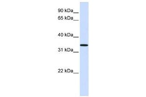 Western Blotting (WB) image for anti-Chromosome 16 Open Reading Frame 78 (C16orf78) antibody (ABIN2459560) (C16orf78 antibody)