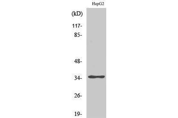 ZNF771 Antikörper  (Internal Region)