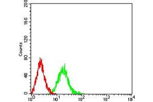 Flow cytometric analysis of Jurkat cells using Phospho-4E-BP1 (Ser65) mouse mAb (green) and negative control (red). (eIF4EBP1 antibody  (pSer65))