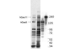 Western blot using  anti-hCASZ1 antibody. (CASZ1 antibody  (Internal Region))