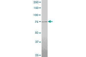 Western Blotting (WB) image for anti-Transcription Termination Factor, RNA Polymerase II (TTF2) (AA 2-100) antibody (ABIN521915)