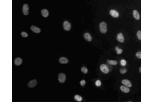 Immunofluorescent staining of A549 (ATCC CCL-185) cells. (BUB3 antibody  (AA 4-16))