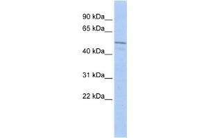 Western Blotting (WB) image for anti-Zinc Finger, Imprinted 3 (ZIM3) antibody (ABIN2458209) (ZIM3 antibody)