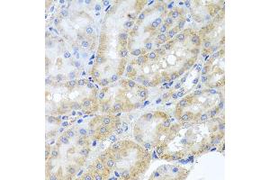 Immunohistochemistry of paraffin-embedded rat kidney using PEX3 antibody (ABIN5975508) at dilution of 1/100 (40x lens). (PEX3 antibody)