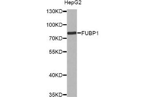 Western blot analysis of extracts of HepG2 cells, using FUBP1 antibody (ABIN6292083) at 1:1000 dilution.