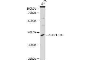 Western blot analysis of extracts of PC-3 cells, using G antibody (ABIN6129931, ABIN6137010, ABIN6137011 and ABIN6217659) at 1:1000 dilution. (APOBEC3G antibody  (AA 60-330))