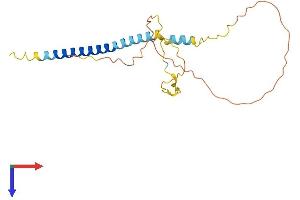 AlphaFold protein structure predicition of Human Recombinant TEX38 Protein, UniprotID Q6PEX7
