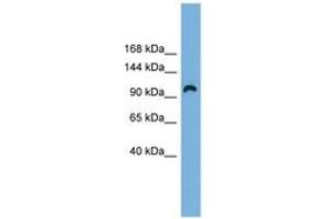 Image no. 1 for anti-Rap Guanine Nucleotide Exchange Factor (GEF) 3 (RAPGEF3) (AA 359-408) antibody (ABIN6744939) (RAPGEF3 antibody  (AA 359-408))