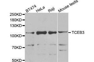 Western blot analysis of extracts of various cell lines, using TCEB3 antibody (ABIN5975459) at 1/1000 dilution. (TCEB3 antibody)