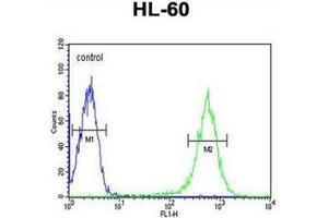Flow cytometry analysis of HL-60 cells using EYA4 Antibody (C-term) Cat. (EYA4 antibody  (C-Term))