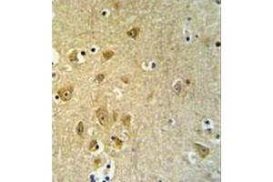 Formalin fixed and paraffin embedded br ain tissue stained with KLC2 Antibody (C-Term) followed by peroxidase conjugation of the secondary antibody and DAB staining (KLC2 antibody  (C-Term))