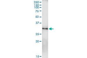 Immunoprecipitation (IP) image for anti-RAB23, Member RAS Oncogene Family (RAB23) (AA 1-237) antibody (ABIN526878)