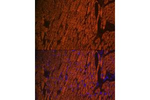 Immunofluorescence analysis of mouse heart using MYL2 Rabbit pAb (ABIN6133197, ABIN6144246, ABIN6144248 and ABIN6221136) at dilution of 1:100 (40x lens). (MYL2 antibody  (AA 1-166))