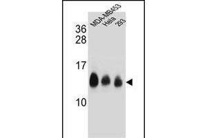 NDUFC2 Antibody (C-term) (ABIN654699 and ABIN2844392) western blot analysis in MDA-M,Hela,293 cell line lysates (35 μg/lane). (NDUFC2 antibody  (C-Term))