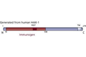 Image no. 1 for anti-HCLS1 Associated Protein X-1 (HAX1) (AA 10-148) antibody (ABIN968199) (HAX1 antibody  (AA 10-148))